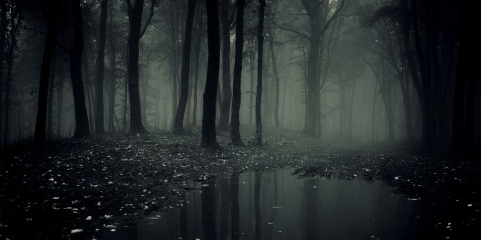3840x2160 66+ Creepy Forest Wallpapers on WallpaperPlay