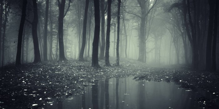 3840x2160 Creepy Forest Wallpaper (66+ images)