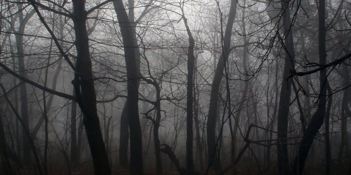 1440x900 50+ Dark Scary Forest Wallpapers - Download at WallpaperBro