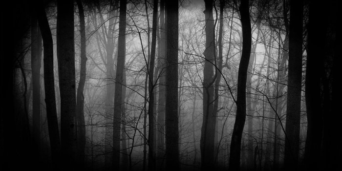 1920x1200 Dark Forest Wallpapers