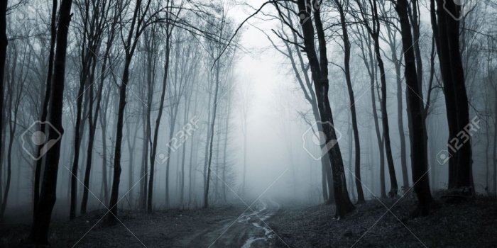 1300x864 Creepy Forest Wallpaper 1600×1200 Creepy Forest Backgrounds (35