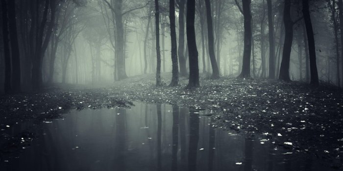 1920x1200 Dark Creepy Forest Wallpaper | 1920x1200 | ID:57589