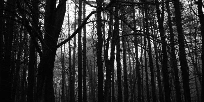 3872x2592 Dark Creepy Forest Wallpaper | 3872x2592 | ID:40497