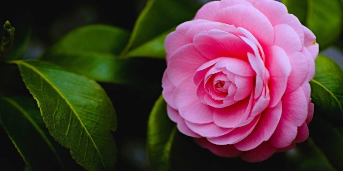 2560x1440 2560 × 1440 ]Beautiful Pink Rose HD Wallpaper - Imgur