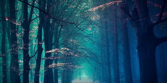 2160x1920 Creepy Forest Path Desktop Wallpaper