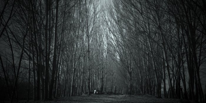 3840x2160 Haunted Forest ❤ 4K HD Desktop Wallpaper for • Dual Monitor