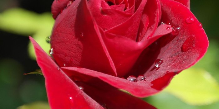 1242x2208 Rose Red Nature Flower Bokeh Rain Android wallpaper - Android HD