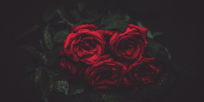 3840x2160 62+ Black Roses Wallpapers on WallpaperPlay