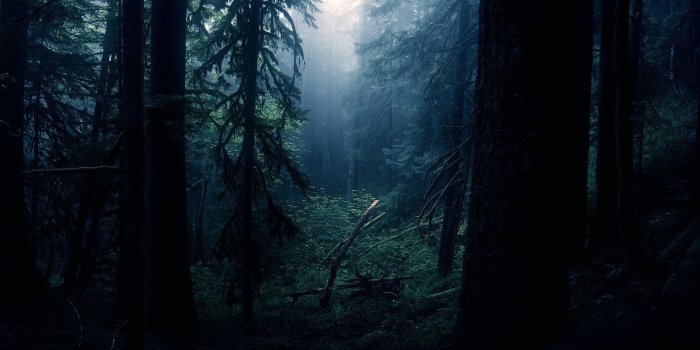 1920x1080 Dark Creepy Forest HD Wallpaper | 1920x1080 | ID:40498