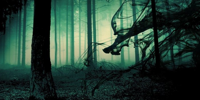 1795x1073 16480-creepy-forest-1920x1080-nature-wallpaper - Paranormal Globe