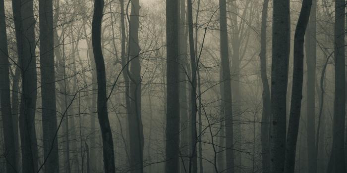 1920x1200 Creepy And Foggy Forest Wallpaper (11092) - Wallpaperesque