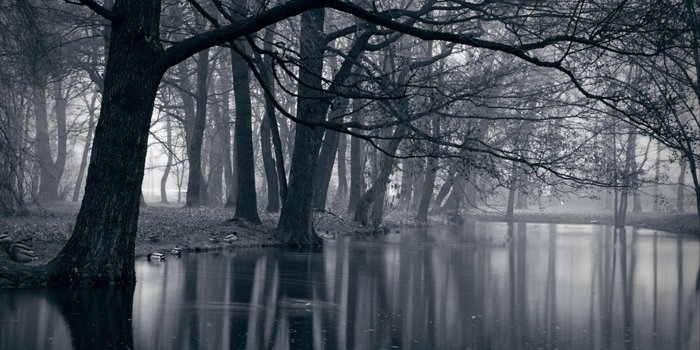 1920x1080 2912) Dark Forest Wallpaper for Home - WalOps.com AND it's