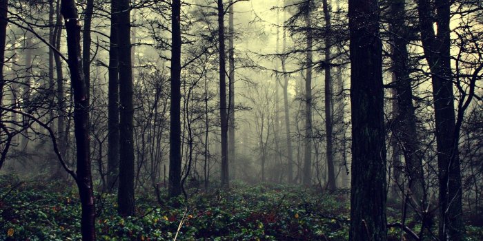 1920x1080 Scary Forest Wallpaper (30+ images) on Genchi.info