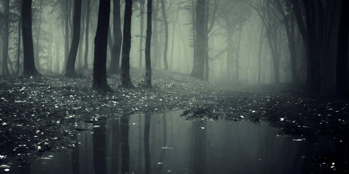 1440x1280 Creepy Forest Wallpaper by pavelericsson - 5e - Free on ZEDGE™