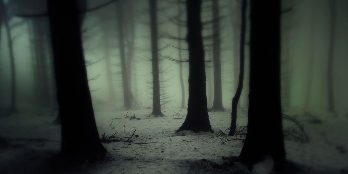1920x1200 Creepy woods wallpaper Gallery