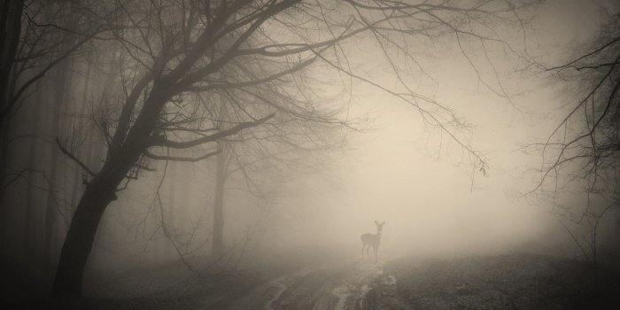 1332x850 Wallpaper forest, trees, landscape, nature, forest, deer, misty