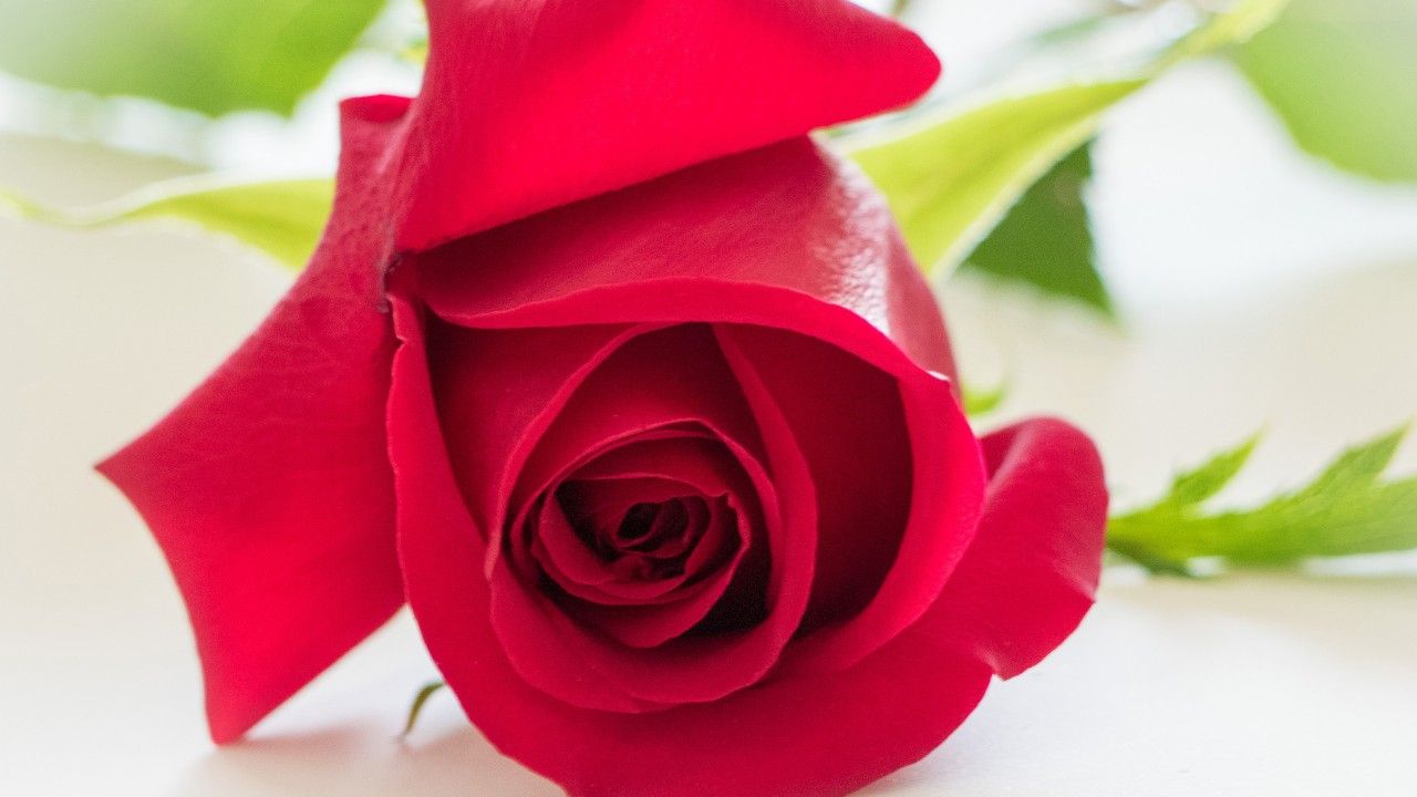 1280x720 Wallpaper Red rose, HD, Flowers, #5701