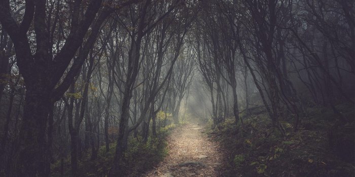 1920x1200 Creepy Forest Wallpaper Group (37+), HD Wallpapers