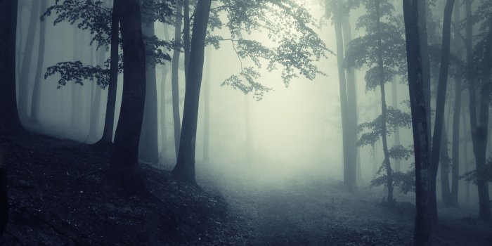 2560x1600 66+ Creepy Forest Wallpapers on WallpaperPlay