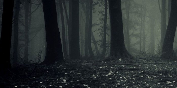 1080x1920 Dark Forest Background (80+ pictures)