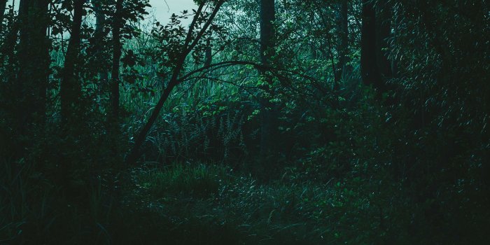 3762x2822 3043401 creepy, forest, nature, plants, woods wallpaper and