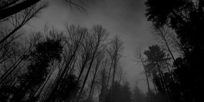 1920x1080 Creepy Forest