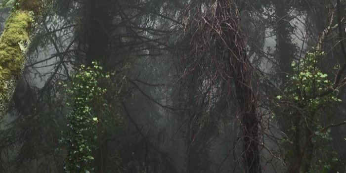 719x1280 creepy forest Wallpaper by faze_drex - 64 - Free on ZEDGE™