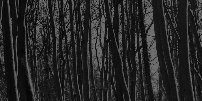 1080x1920 Black and White Forest Wallpaper (57+ images)