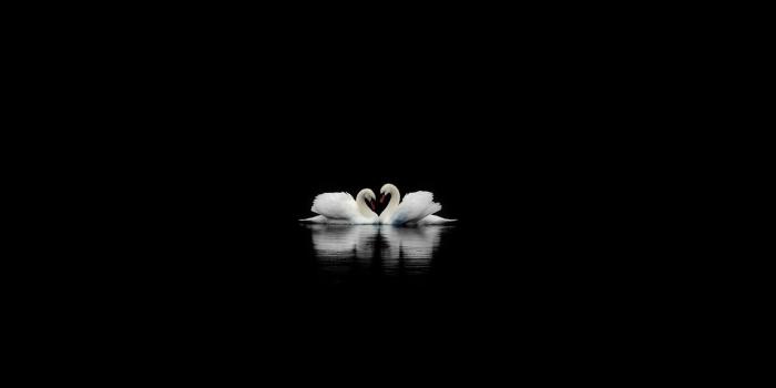 1440x900 Download Swans on a Black Lake Wallpaper Black Wallpaper 26901352