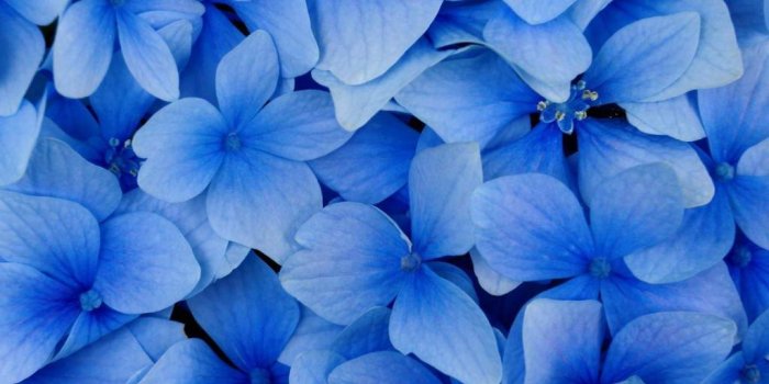 1024x768 Blue Cute Wallpapers