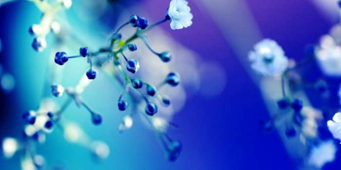 1456x950 Cute White Flower Pictures Wallpaper | Inspiration Wallpapers