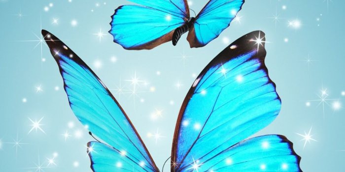 1080x1920 Cute Scottish Fold Kitten Android Wallpaper free download