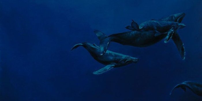 748x1419 ocean, Animal, Cute, Blue, Deep, Whale Wallpapers HD / Desktop and