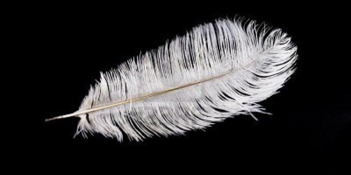 1200x801 Best 42+ Feather Tumblr Backgrounds on HipWallpaper | Tumblr