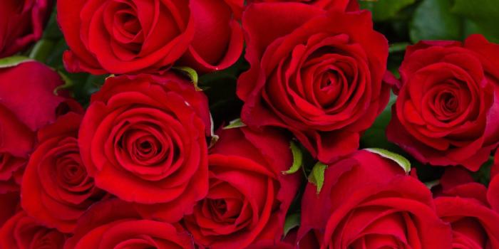 1920x1080 Red Rose Hd Wallpapers 1080p (#39598) - HD Wallpaper Download