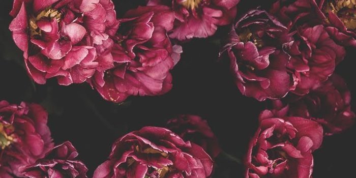 736x1308 29 Romantic Roses iPhone X Wallpapers | Iphone wallpaper | Trendy