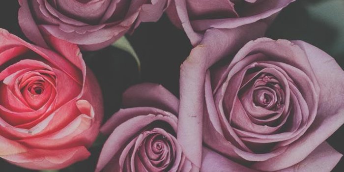 736x1308 29 Romantic Roses iPhone X Wallpapers | Preppy Wallpapers