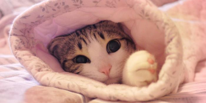 1332x850 Wallpaper cat, pink, cat images for desktop, section кошки - download