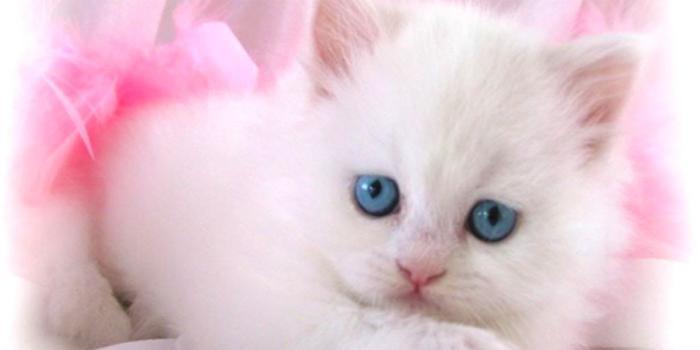 1229x706 Cute Cat Wallpaper | Wallpapers Plain