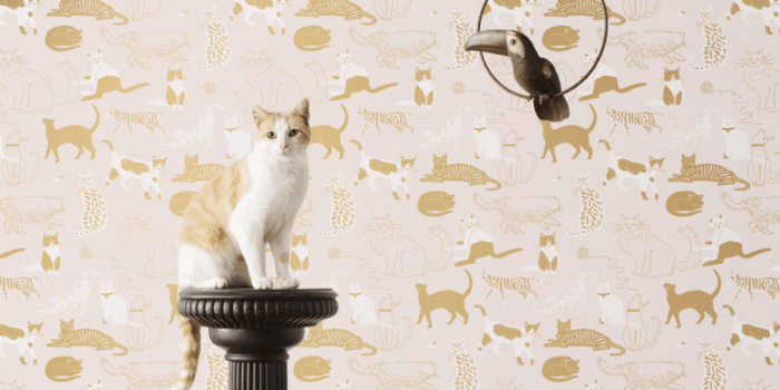 916x916 pink gold cat wallpaper - Twin Pickle