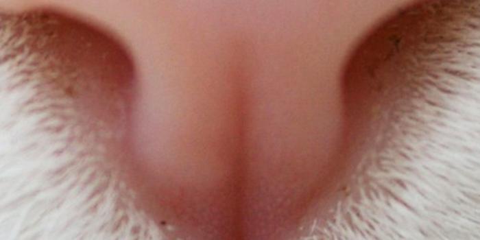 1125x2436 iPhonepapers.com | iPhone 8 wallpaper | nd71-cat-nose-cute-white