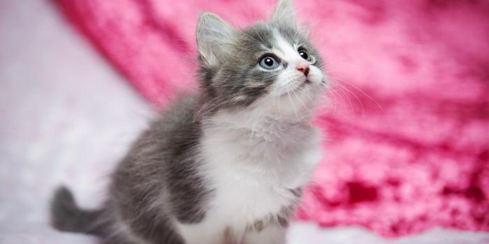 1280x720 Wallpaper Cat, Kitty, HD, Animals, #4663