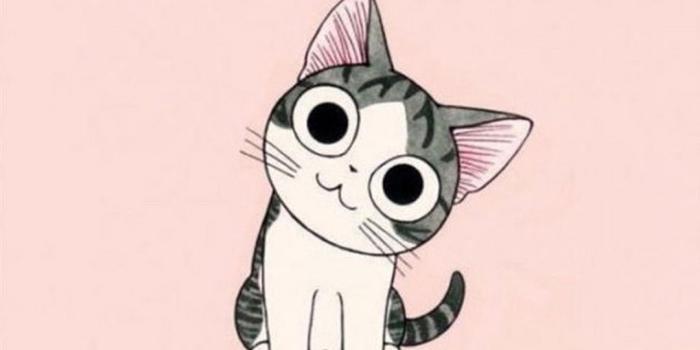 1080x1920 Kitten Chi | iPhone Wallpaper