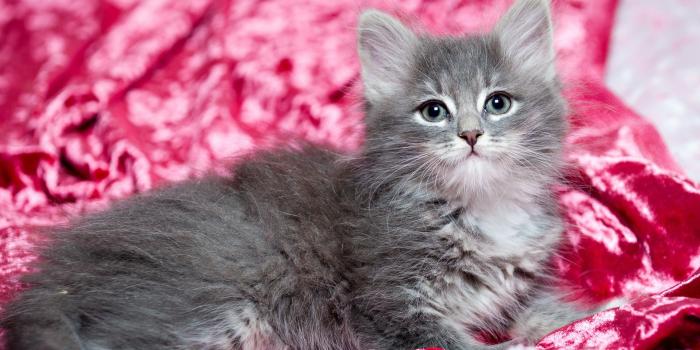 2262x1504 HD Cat Wallpapers, Cute Cat Photos, Claw, Hairy, Animals, Pussycats