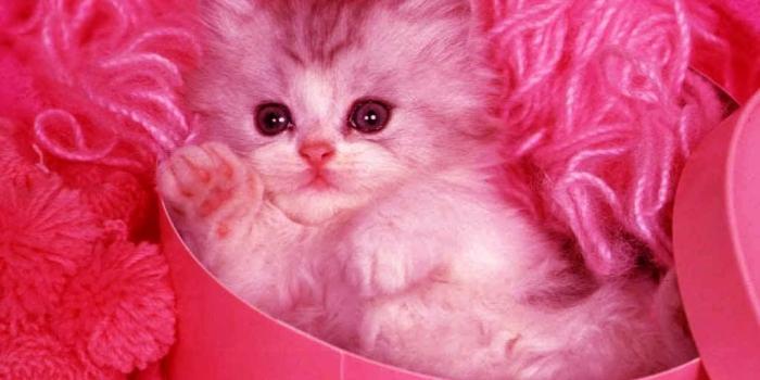 1024x768 55+ Pink Kitten Wallpapers - Download at WallpaperBro