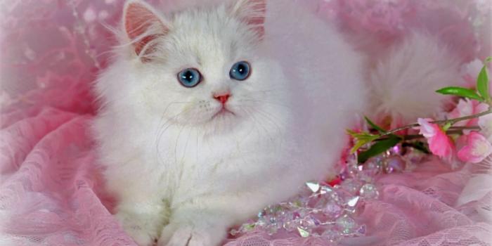 1600x900 Cat Wallpapers (32 images) - Wallpaper Stream