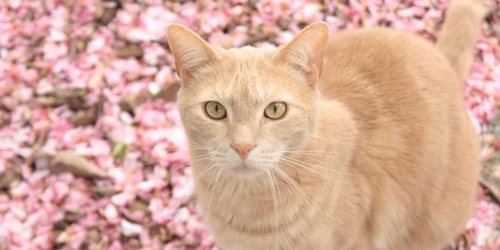 3840x2160 Wallpaper 4k Cat On Pink Flowers 4k animals wallpapers, cat