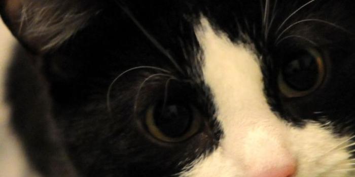 750x1334 Kitten, Sphynx Cat, Snout, Maine Coon, Pink Cat Wallpaper for IPhone