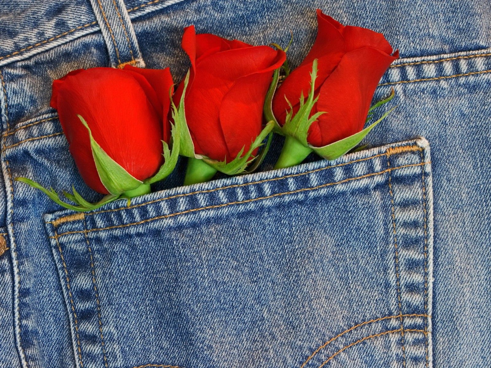 1600x1200 Blue Jeans Pocket Roses Wallpaper - Free Downloads