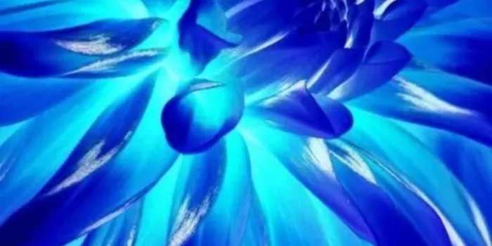 1440x2560 Indigo Color Wallpaper for Android - APK Download